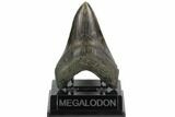 Fossil Megalodon Tooth - South Carolina #127038-1
